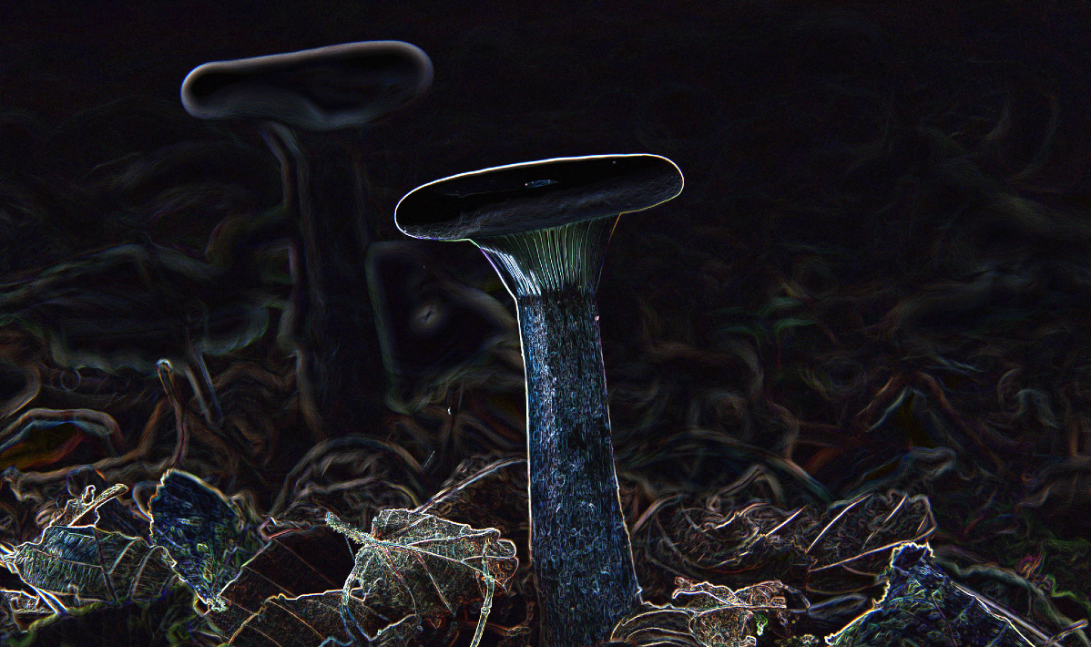 psychedelic fungi magic mushrooms